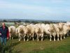 Ferme de Breneben - Troupeau de Charolais à l'herbe