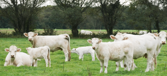Ferme de Breneben - Génisses charolaises