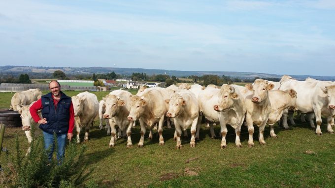 Ferme de Breneben - Troupeau de Charolais à l'herbe