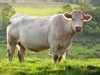 La Ferme de Breneben