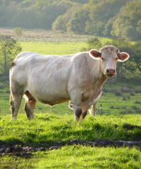 La Ferme de Breneben
