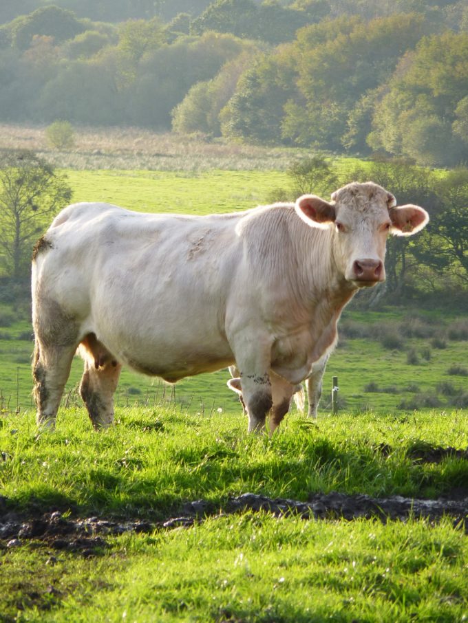 La Ferme de Breneben