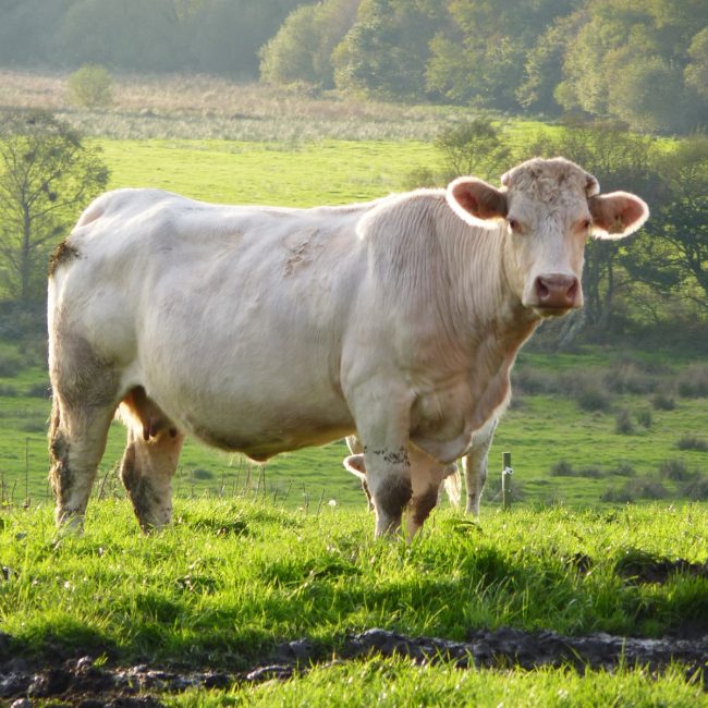La Ferme de Breneben