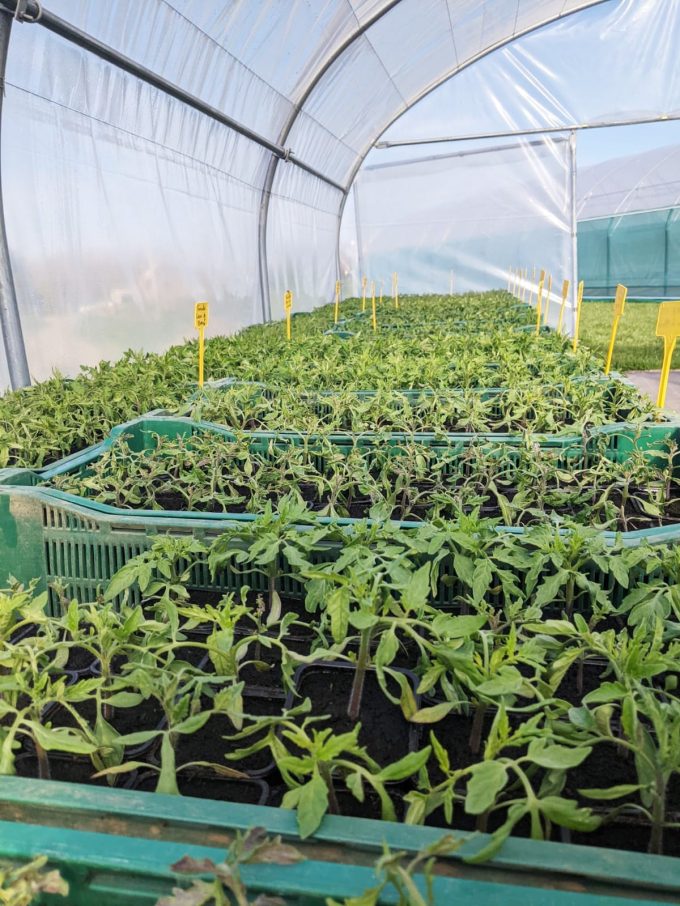 La Ferme du Buzuk - plants