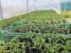 La Ferme du Buzuk - plants