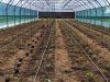 La Ferme du Buzuk - culture sous serre
