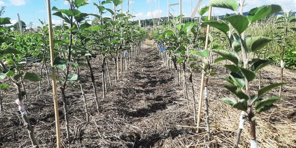 La Ferme de la Canopée – Vente d&rsquo;arbres fruitiers rustiques et adaptés à la Bretagne