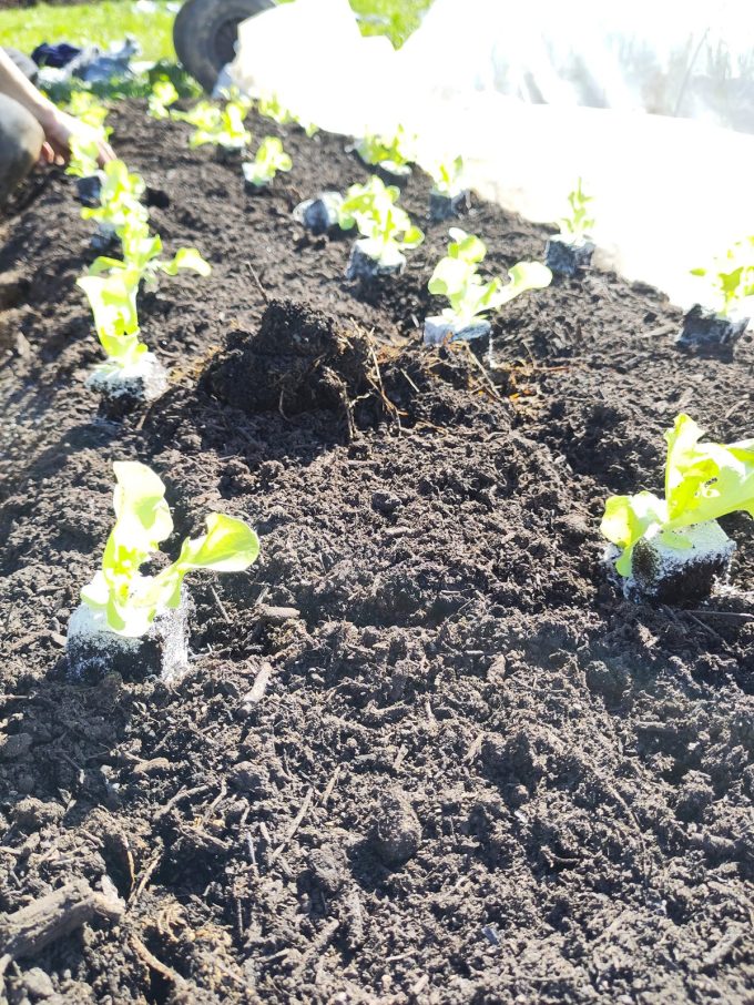 Ferme de la Canopée - planter