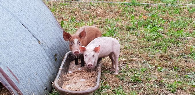 Cochons nourris avec des résidus de brasserie