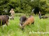 La Ferme Des Caprisoles
