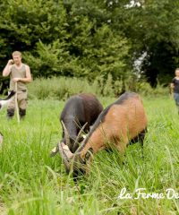 La Ferme Des Caprisoles