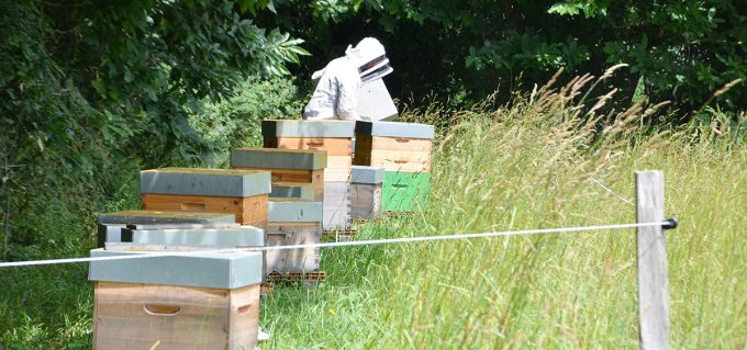 Ferme de Caric - rucher