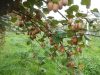 Ferme de Caric - kiwi