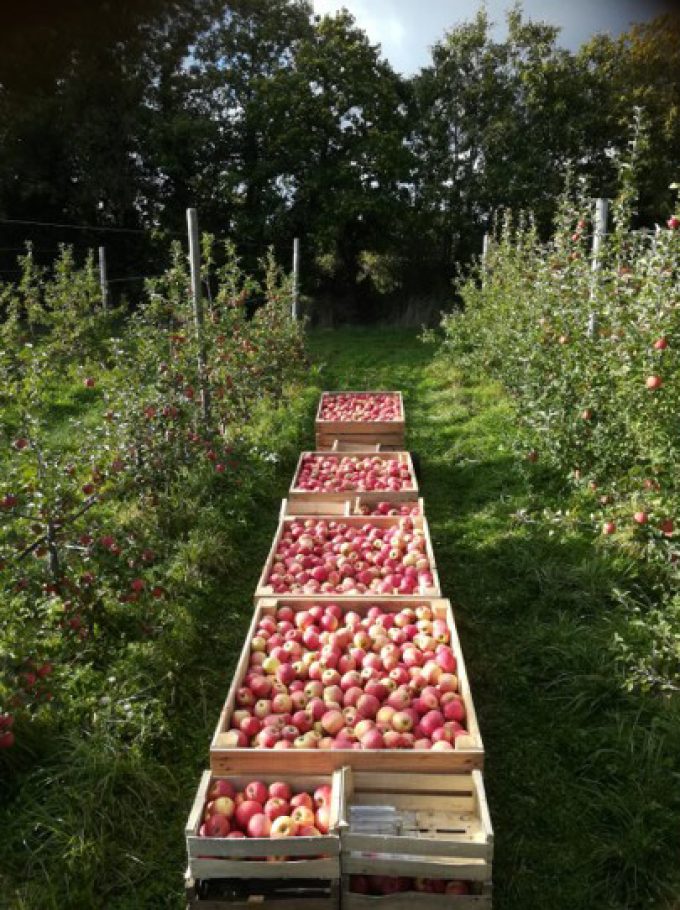 Ferme de Caric - pommes