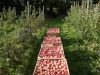 Ferme de Caric - pommes