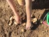 Ferme du Cèdre Bleu - sortie de terre