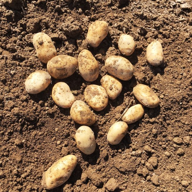 Ferme du Cèdre Bleu