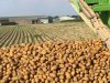 Ferme du Cèdre Bleu - production de pommes de terre