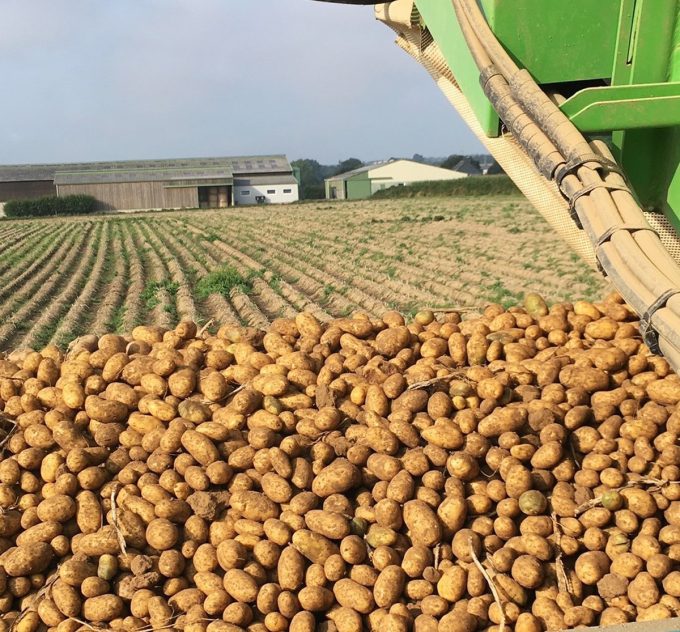 Ferme du Cèdre Bleu - production de pommes de terre