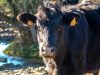 Black Angus