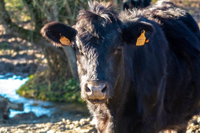 Black Angus