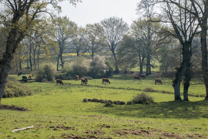 Elevage de plein air, nourris à l'herbe