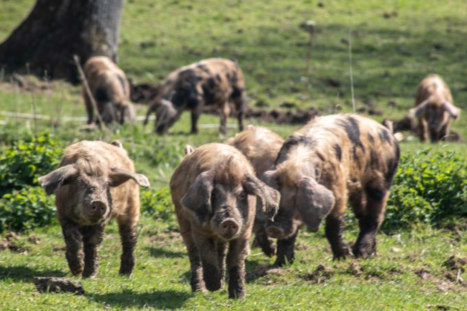 Porc Celte