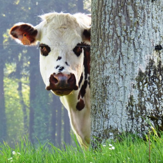Ferme de la Chesnaye