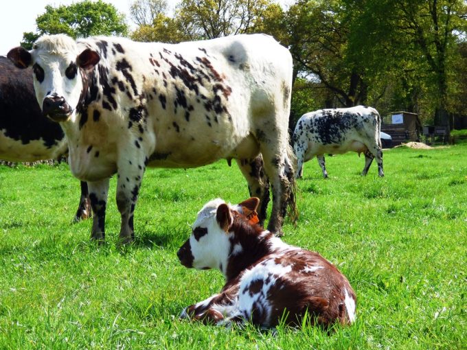 Vache Normande et son veau