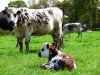 Vache Normande et son veau