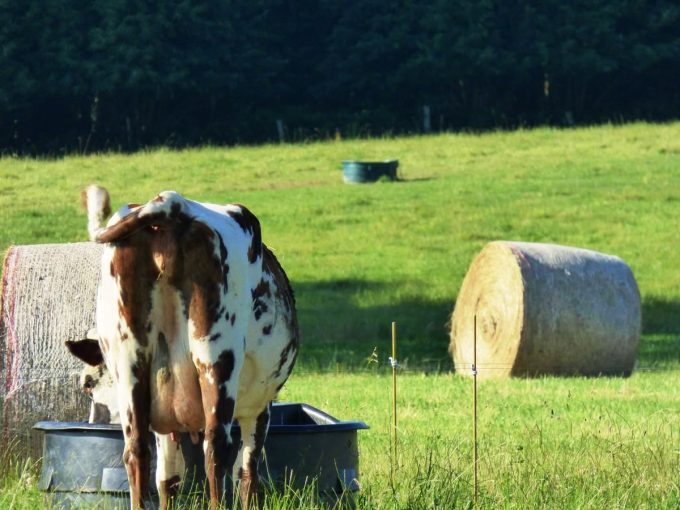 Ferme AB - Vaches nourries à l'herbe