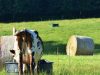 Ferme AB - Vaches nourries à l'herbe