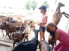 La Ferme de Choupette - chèvres