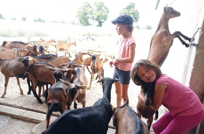 La Ferme de Choupette - chèvres
