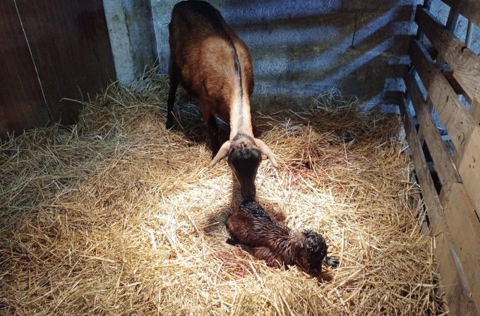 La Ferme de Choupette - naissance d'un chevreau