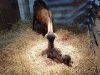 La Ferme de Choupette - naissance d'un chevreau