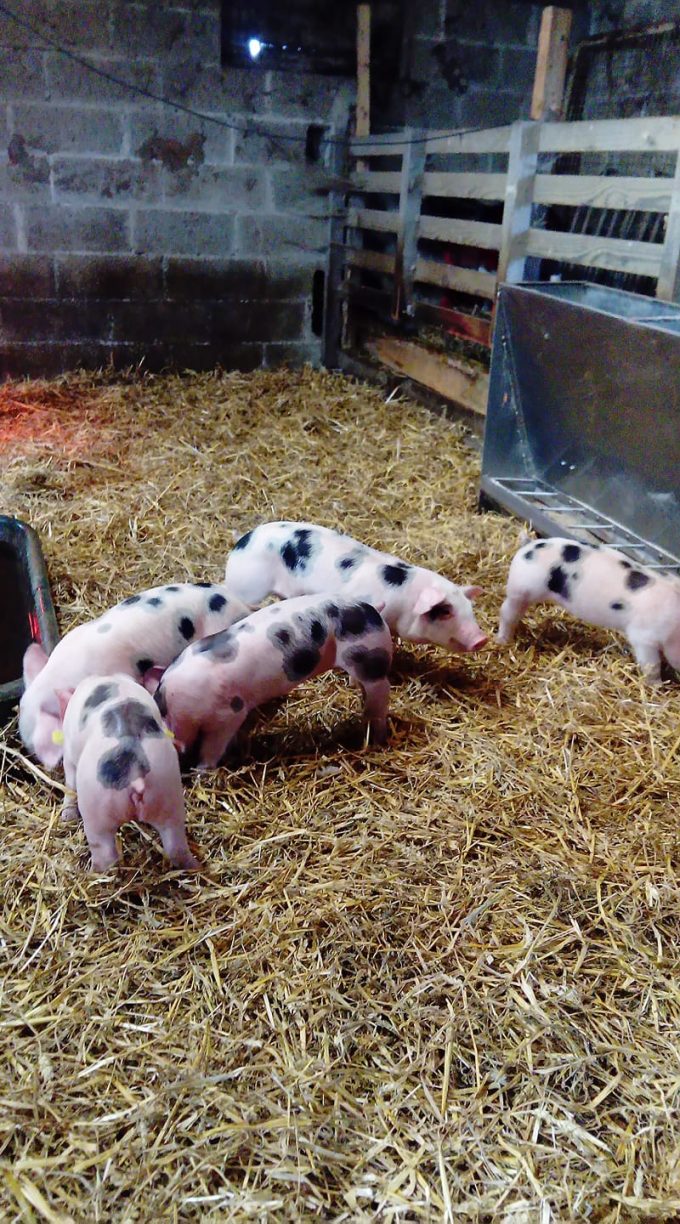 La Ferme de Coatleau - porcelet sur paille
