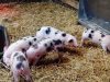 La Ferme de Coatleau - porcelet sur paille