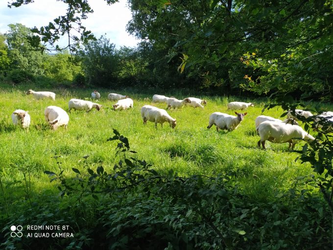 La Ferme de Coatleau - alimentation herbe et foin