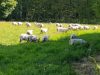 La Ferme de Coatleau - élevage de plein air