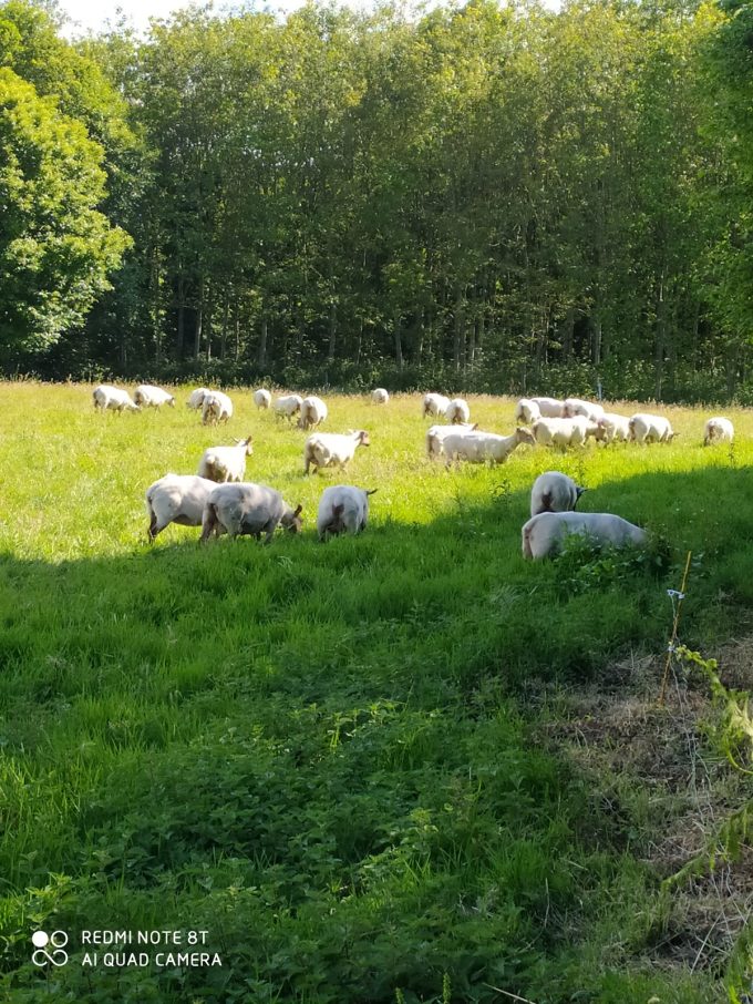 La Ferme de Coatleau - élevage de plein air