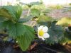 La Ferme de Kerlou - fraisier en fleurs