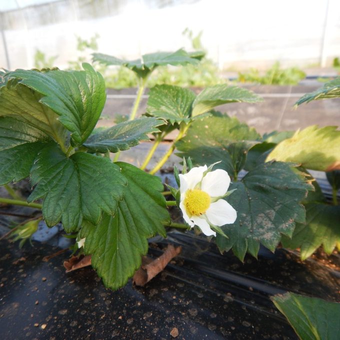 La Ferme de Kerlou - fraisier en fleurs