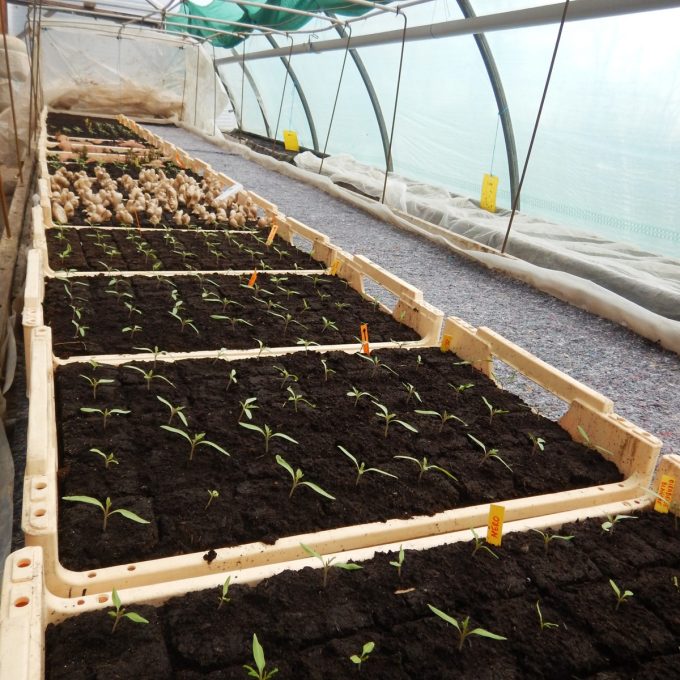 La Ferme de Kerlou - jeunes plants