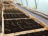La Ferme de Kerlou - jeunes plants
