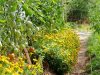 Allée de légumes