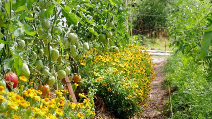 Allée de légumes