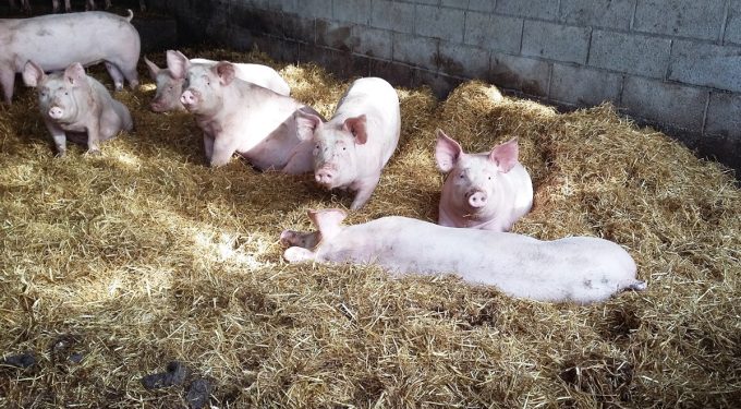 Cochons élevés sur paille