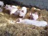 Cochons élevés sur paille