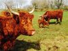 Vache Salers